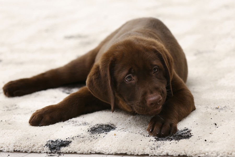 Cleaning Services by Mafi